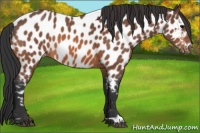 Horse Color:Bay Roan Appaloosa 