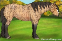 Horse Color:Bay Roan and Buckskin Roan