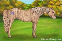 Horse Color:Chestnut and Gold Champagne