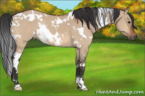 Horse Color:White Spotted Bay Dun