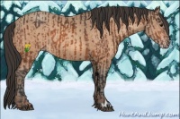 Horse Color:Brown Rabicano  and Sable Champagne Rabicano 