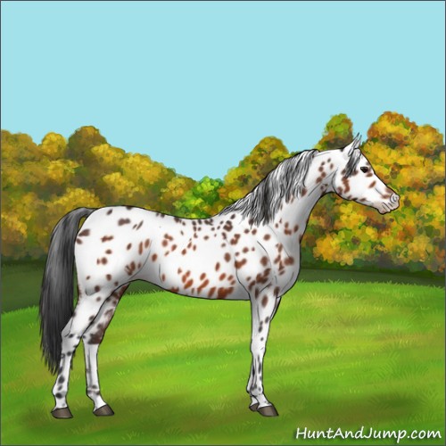 Horse Color:White Spotted Bay Appaloosa 