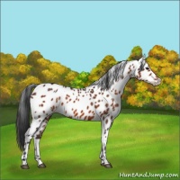 Horse Color:White Spotted Bay Appaloosa 