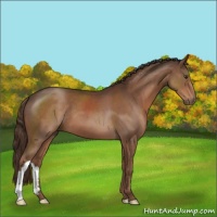 Horse Color:Liver Chestnut 