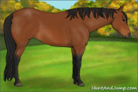 Horse Color:Gray Bay 