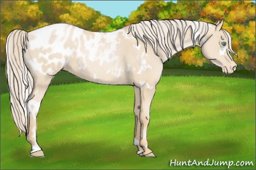 Horse Color:White Spotted Palomino Pearl Sabino Appaloosa 