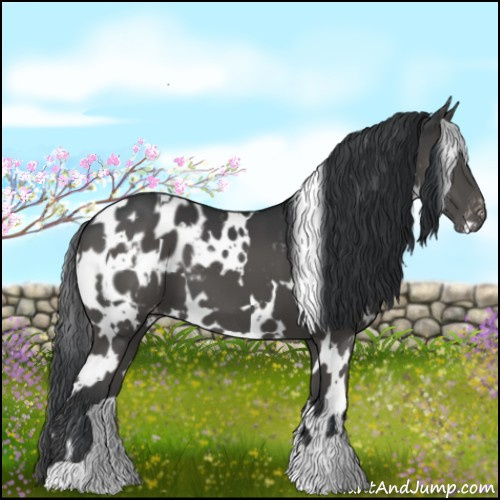 Horse Color:White Spotted Black Appaloosa