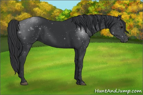 Horse Color:Black 