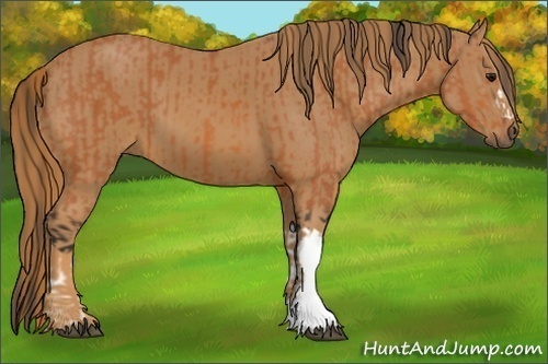 Horse Color:Bay  and Chestnut 