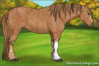 Horse Color:Bay and Chestnut