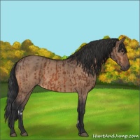 Horse Color:Brown Rabicano  and Brown Dun Rabicano 