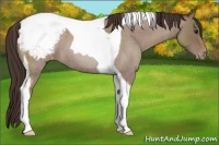Horse Color:Classic Champagne Roan Tobiano Varnish 