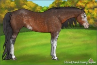 Horse Color:Buckskin Sabino 