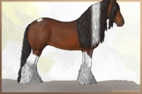 Horse Color:Buckskin Tobiano 