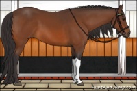 Horse Color:Buckskin Tobiano