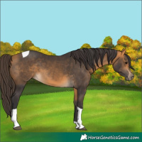 Horse Color:Buckskin Tobiano 