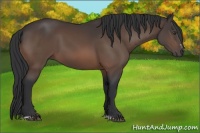 Horse Color:Brown Sabino 
