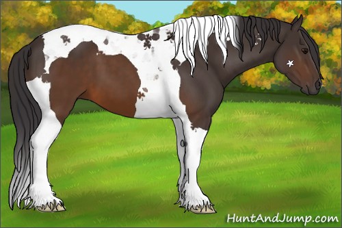 Horse Color:Buckskin Tobiano 