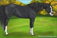 Horse Color:Black  and Black Splash 