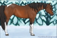 Horse Color:Buckskin Tobiano