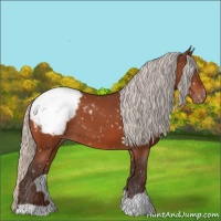 Horse Color:Silver Bay Appaloosa 
