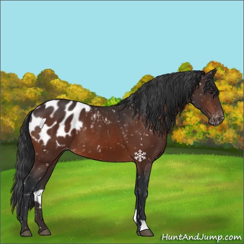 Horse Color:Brown Appaloosa 