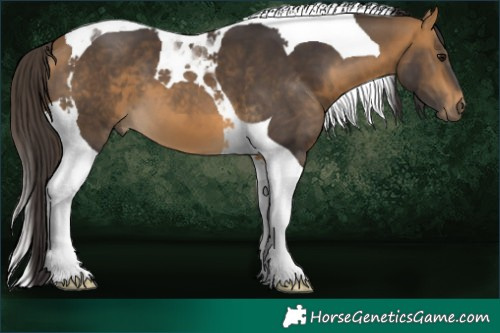Horse Color:Buckskin Tobiano 