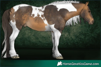 Horse Color:Buckskin Tobiano 