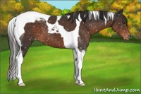 Horse Color:Liver Chestnut Tobiano Appaloosa