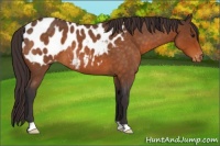 Horse Color:Buckskin Roan Blanket 