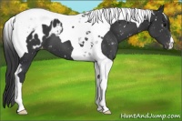 Horse Color:Black Tobiano Appaloosa 