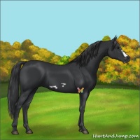 Horse Color:Black Frame 