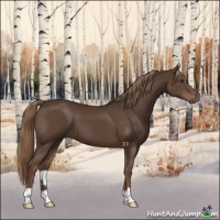 Horse Color:Liver Chestnut