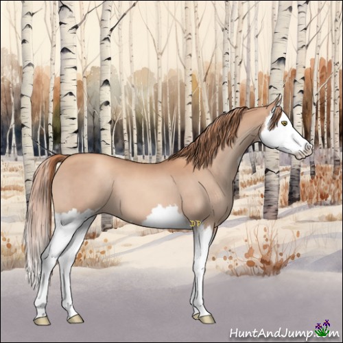 Horse Color:Gold Champagne Sabino Splash 