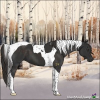 Horse Color:Liver Chestnut Tobiano 