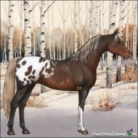 Horse Color:Liver Chestnut Appaloosa 