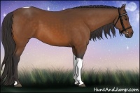 Horse Color:Buckskin Tobiano 