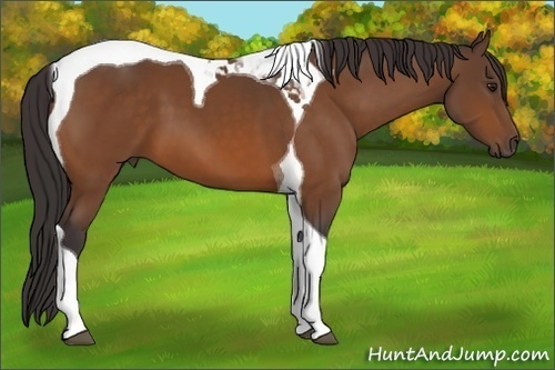 Horse Color:Buckskin Tobiano