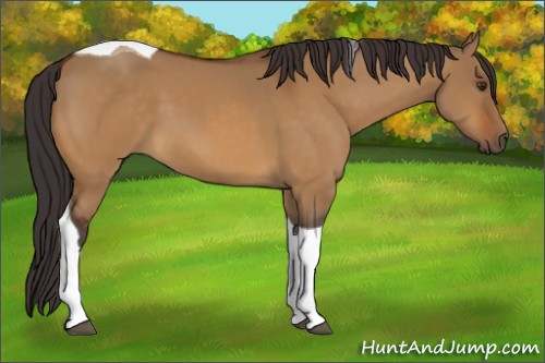 Horse Color:Buckskin Dun Tobiano