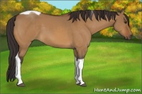 Horse Color:Buckskin Dun Tobiano 