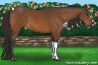 Horse Color:Buckskin Tobiano 