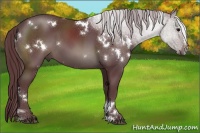 Horse Color:White Spotted Chocolate Black Sabino 