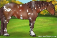 Horse Color:White Spotted Chocolate Brown 