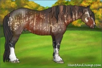 Horse Color:Liver Red Onyx  and Brown 