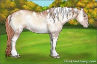Horse Color:White Spotted Gold Champagne Roan Onyx