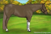 Horse Color:Chocolate Palomino Tobiano 