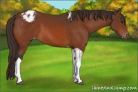 Horse Color:Buckskin Tobiano Appaloosa