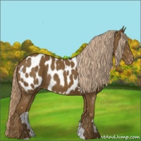 Horse Color:Chocolate Palomino Appaloosa 