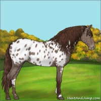 Horse Color:Liver Chestnut Appaloosa 