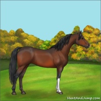 Horse Color:Bay 
